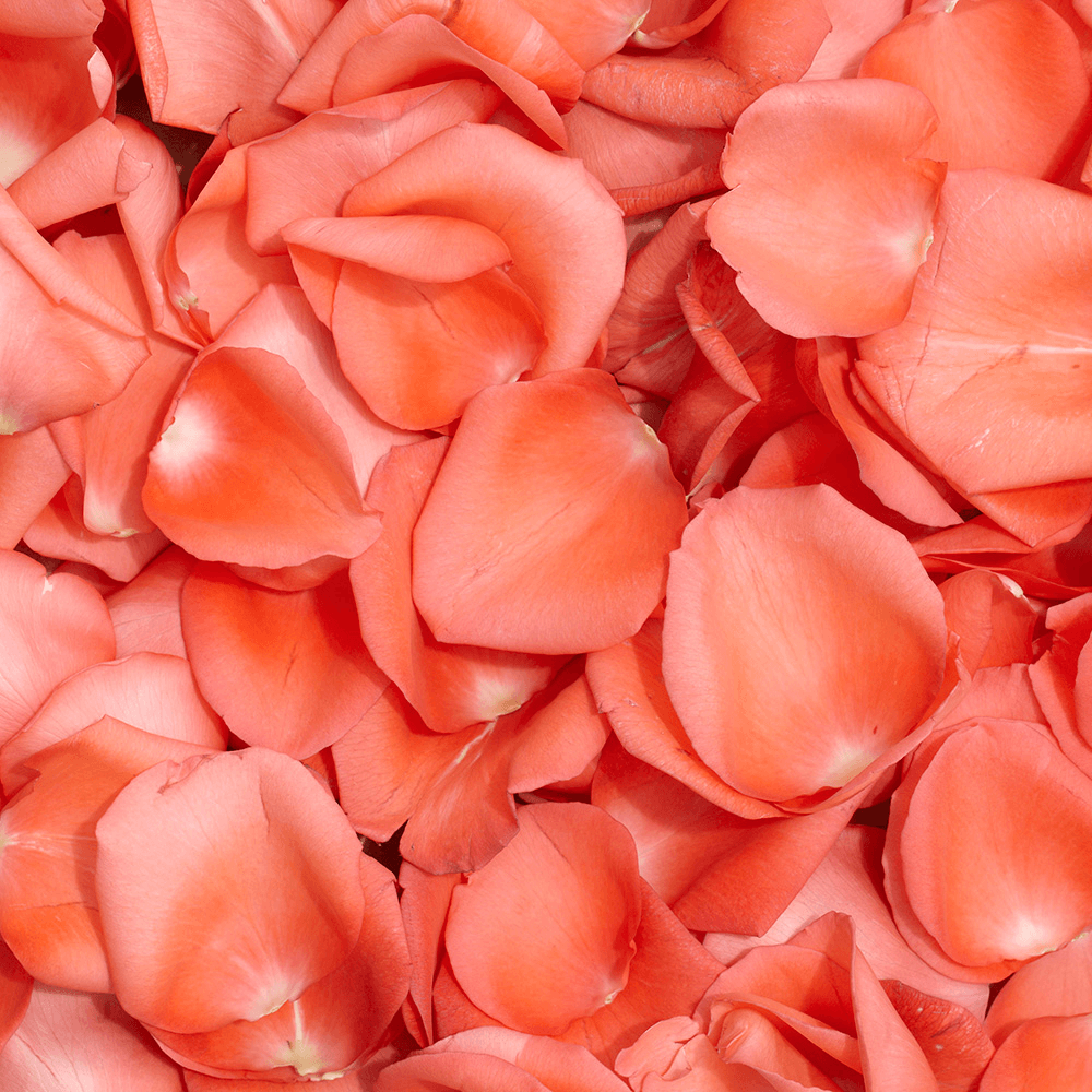 Beautiful Orange Rose Petals