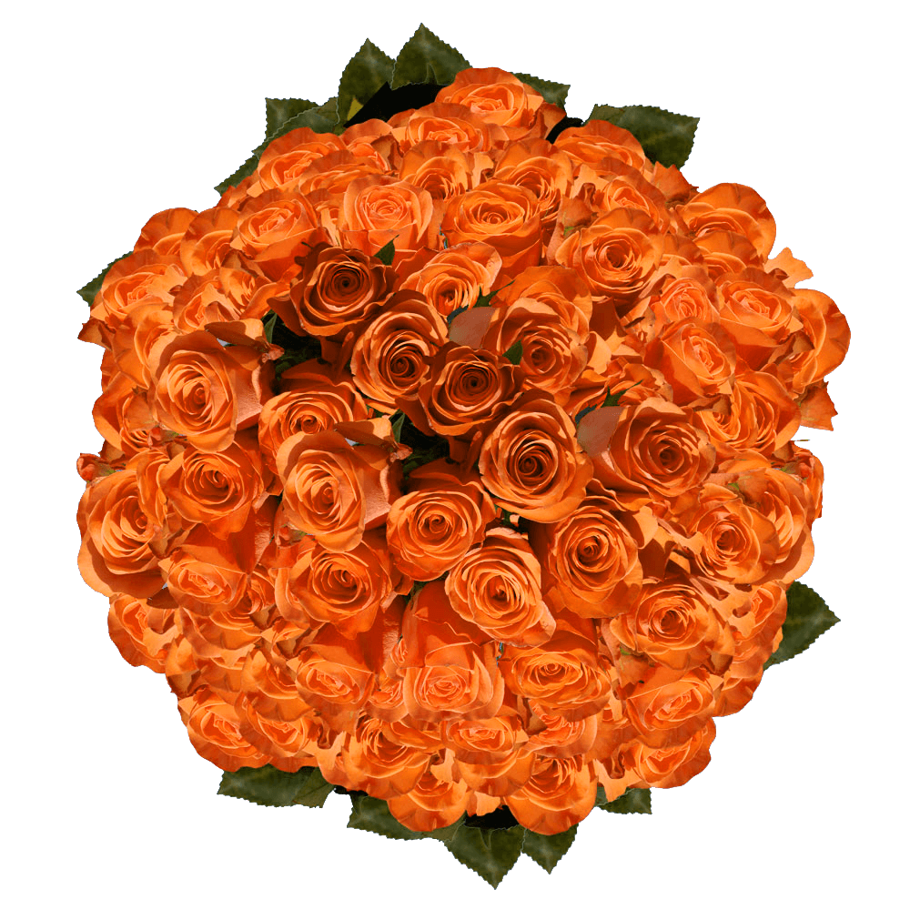 Beautiful Orange Roses