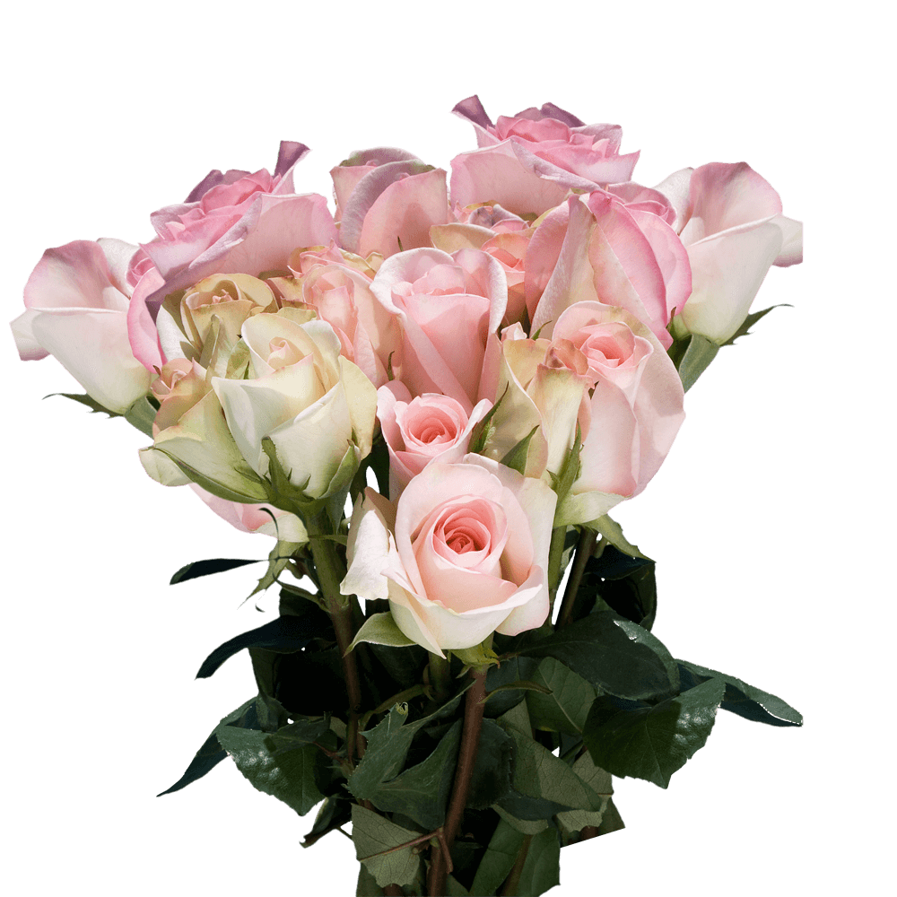 Beautiful Pastel Roses