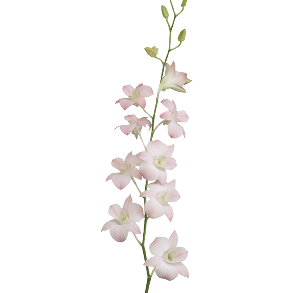 Beautiful Peach Dendrobium Orchids Buy Fresh Flower