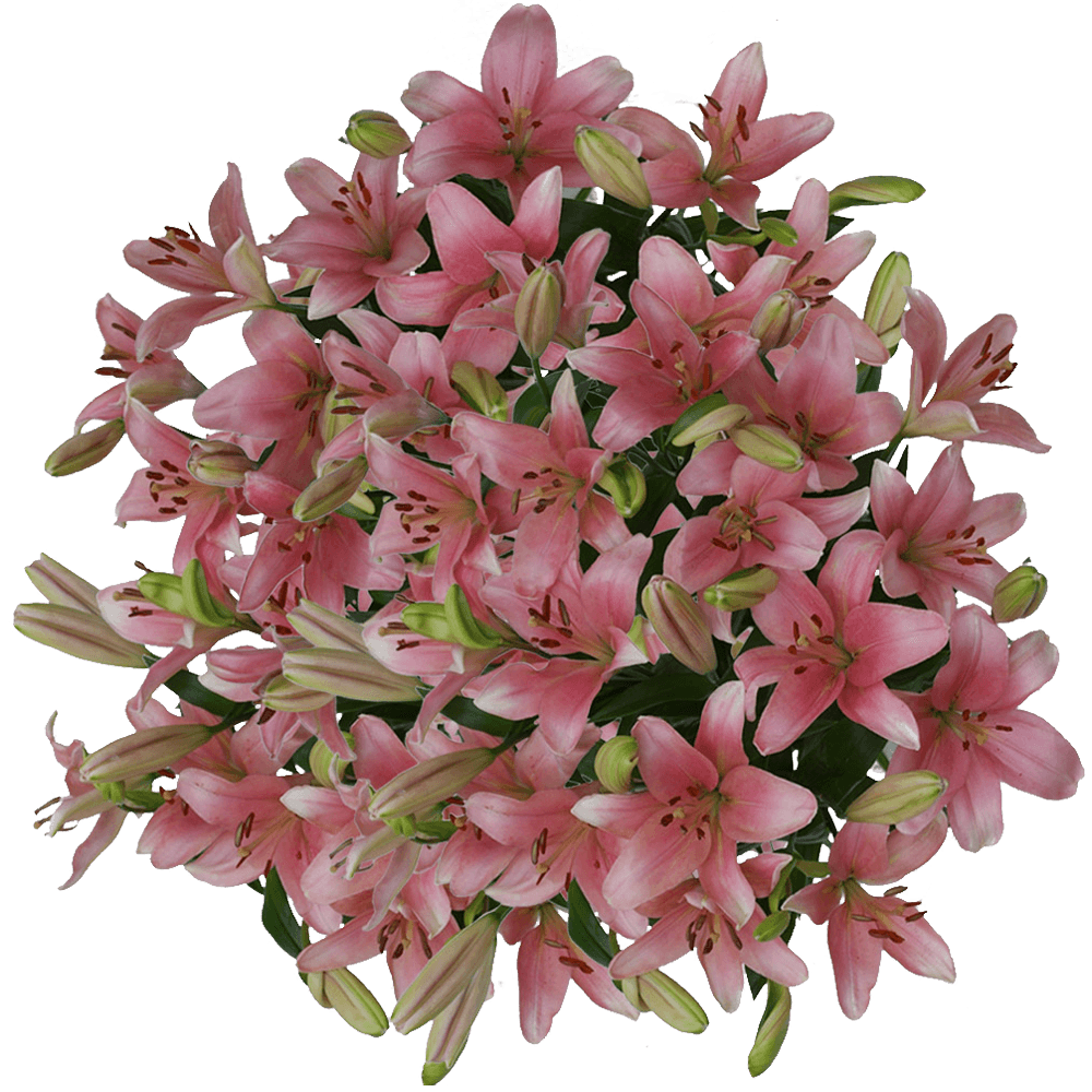 Beautiful Pink Asiatic Lilies