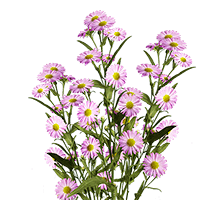 (HB) Aster Pink 22 Bunches For Delivery to Schenectady, New_York