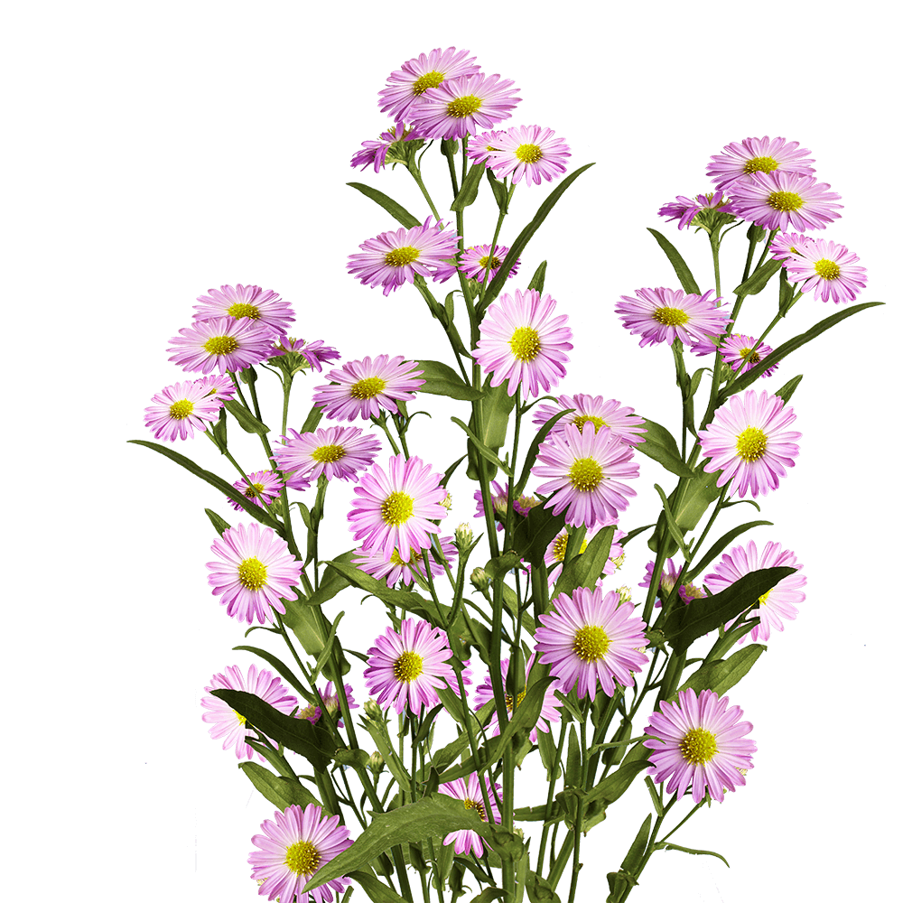 (HB) Aster Pink 22 Bunches For Delivery to Livermore, California