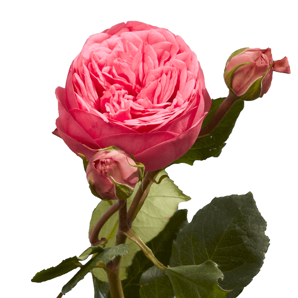 Beautiful Pink Garden Roses