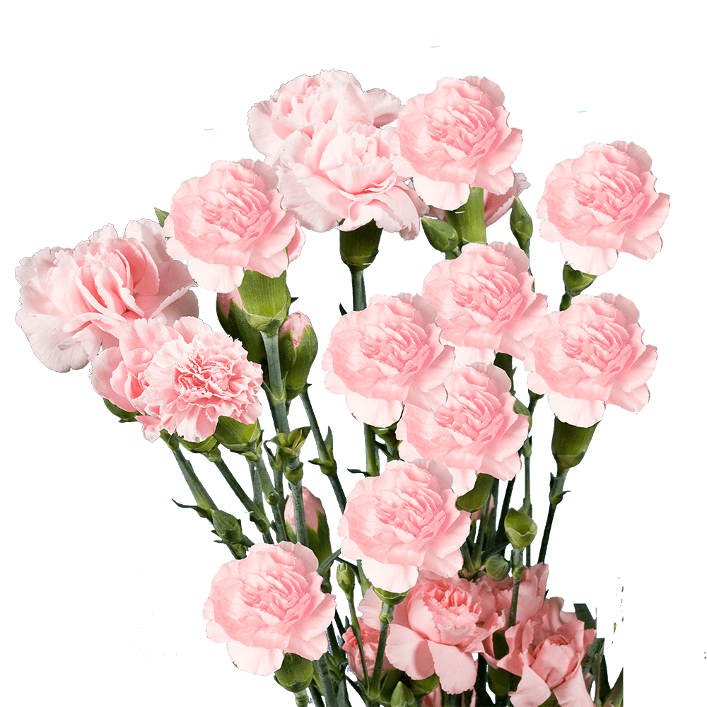 Beautiful Pink Mini Carnations