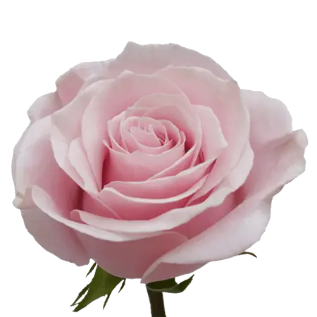 2-Pink