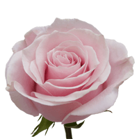 Rose Pink Mondial 50 to 250 Stems For Delivery to Green_Bay, Wisconsin