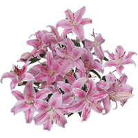 (QB) Oriental Lilies Pink 4 Bunches For Delivery to Duncan, Oklahoma