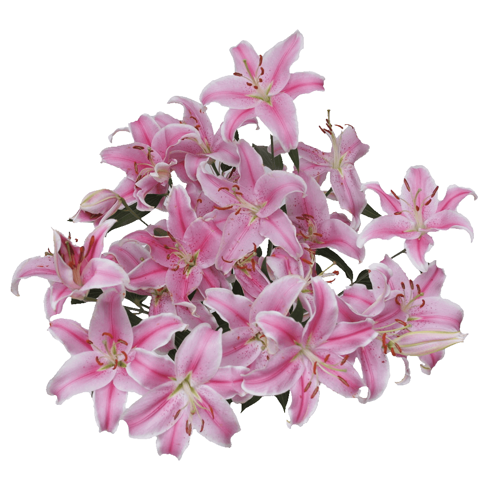 Beautiful Pink Oriental Lilies