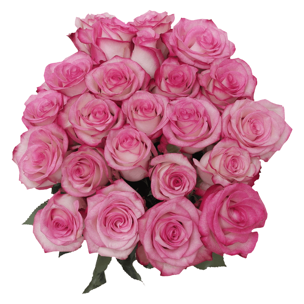 (OC) Rose Sht Bicolor Paloma For Delivery to San_Luis_Obispo, California