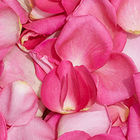 (QB) 5000 Rose Petals Pink For Delivery to Dublin, Ohio