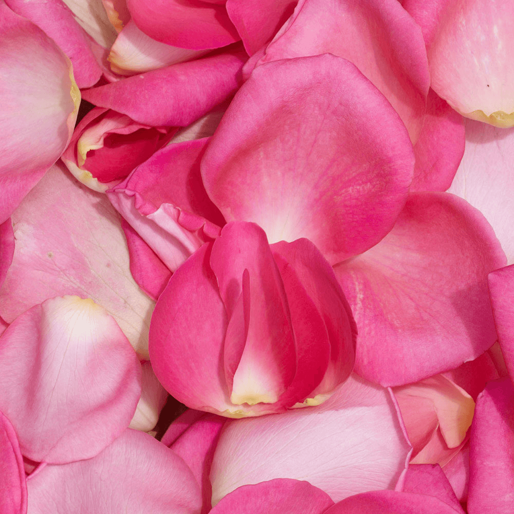 Beautiful Pink Rose Petals