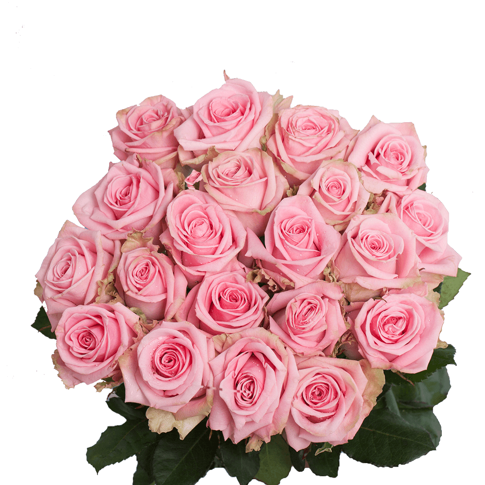 (OC) Rose Sht Pink Candy 50 Stems For Delivery to Greensboro, North_Carolina