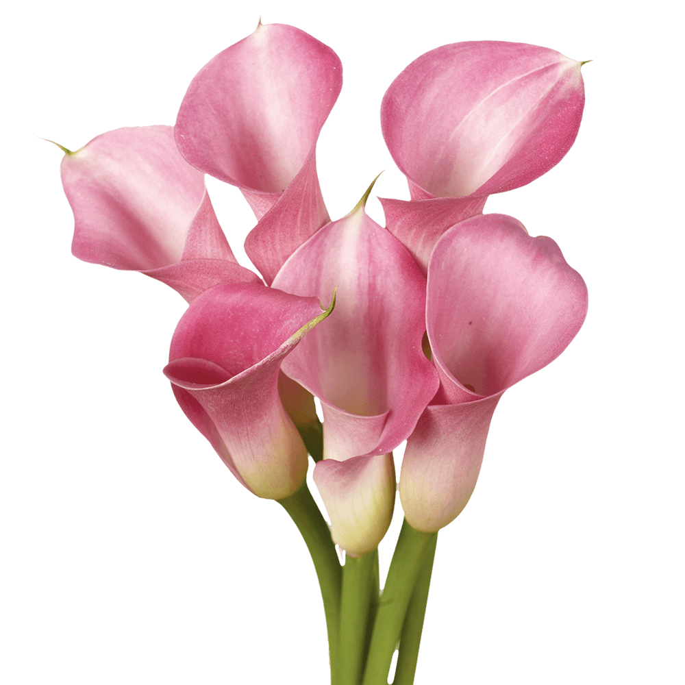 Beautiful Purple Calla Lily Flowers