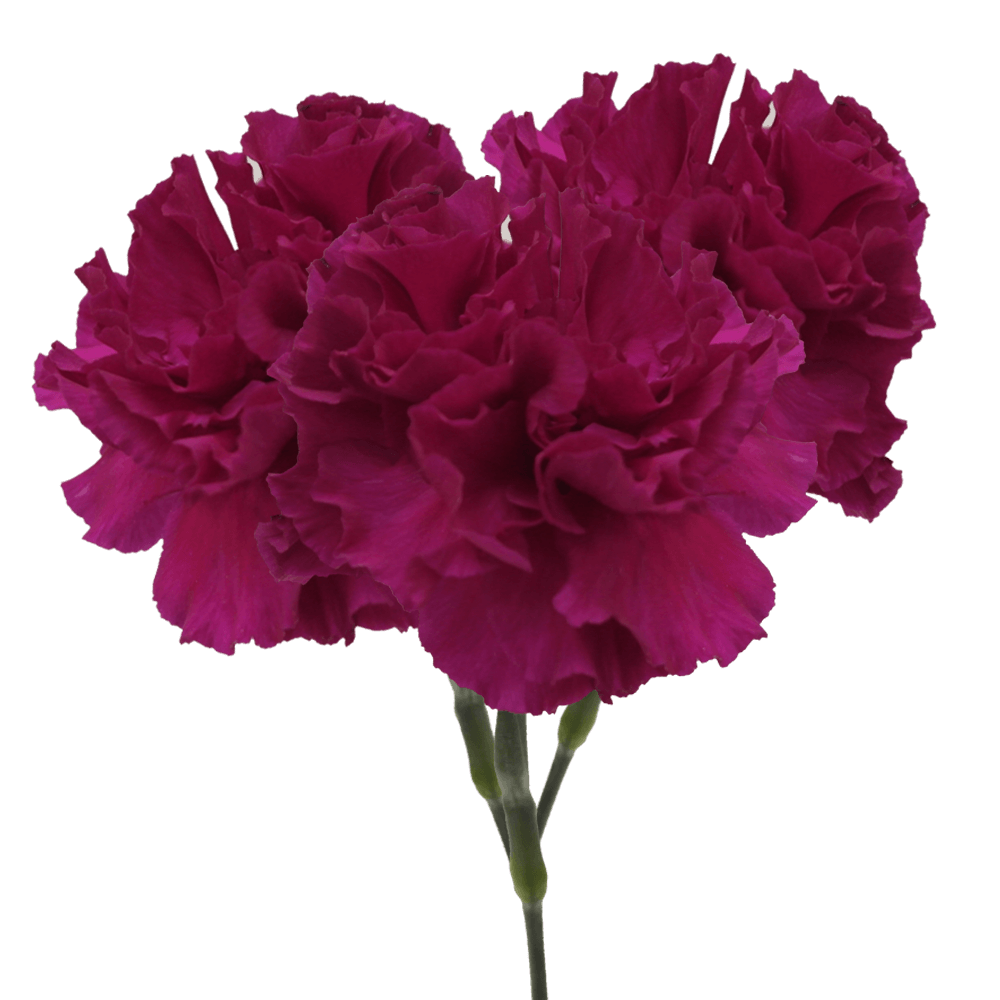 Beautiful Purple Monsenor Carnations Online