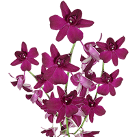 Orchids Purple Sabine Qty For Delivery to Florida