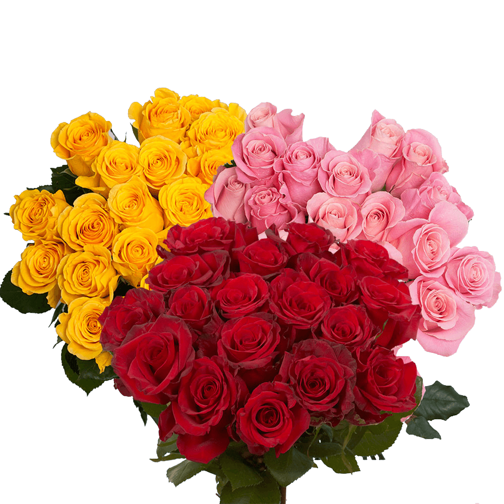 Beautiful Red and Color Roses