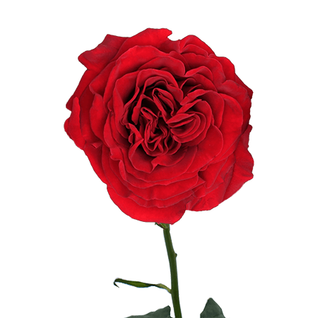 72 Wanted Hearts Garden Roses