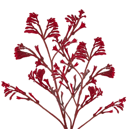 KANGAROOPAWS