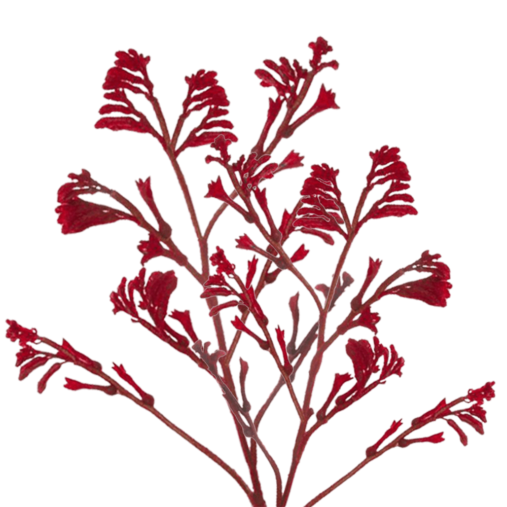 Beautiful Red Kangaroo Flowers