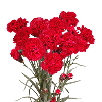 Qty of Red Spray Carnations For Delivery to Searcy, Arkansas