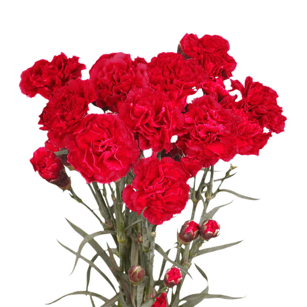 Qty of Red Spray Carnations For Delivery to Kennesaw, Georgia