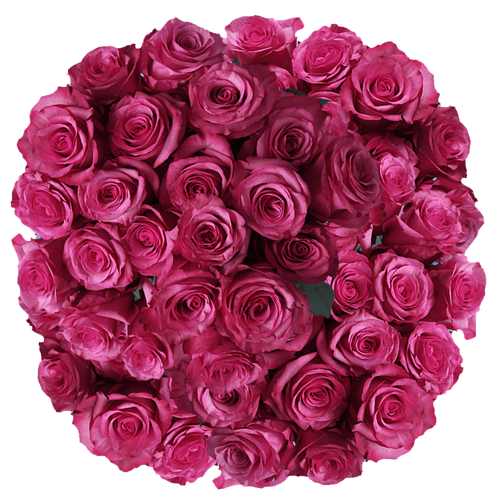 Beautiful Roses Hot Pink Flowers For Sale
