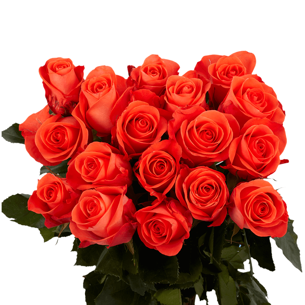 Beautiful Salmon Orange Roses