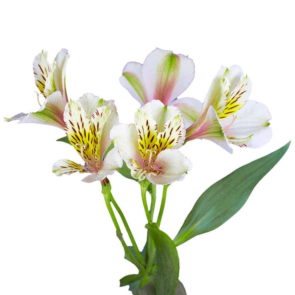 Beautiful Select Creme Alstroemeria Flowers