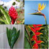 (HB) 60 Tropical Mix Box (Red ginger, Birds of paradise, Fire opal, Ti leaves)