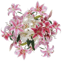 (QB) Oriental Lilies Valentines Day 4 Bunches For Delivery to Belleville, Illinois