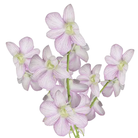 Cream-with-Dark-Pink-Tips-Lovely-Sherbet