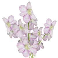 Orchids Lai Sirin Qty For Delivery to Burlington, Vermont