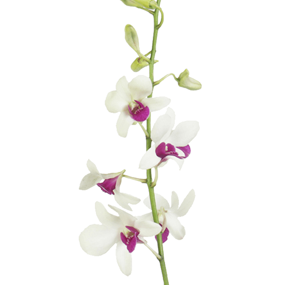 Beautiful White & Purple Red Lip Orchids Buy Fresh Flower
