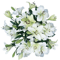 (OC) Asiatic Lilies White 2 Bunches For Delivery to Cabot, Arkansas