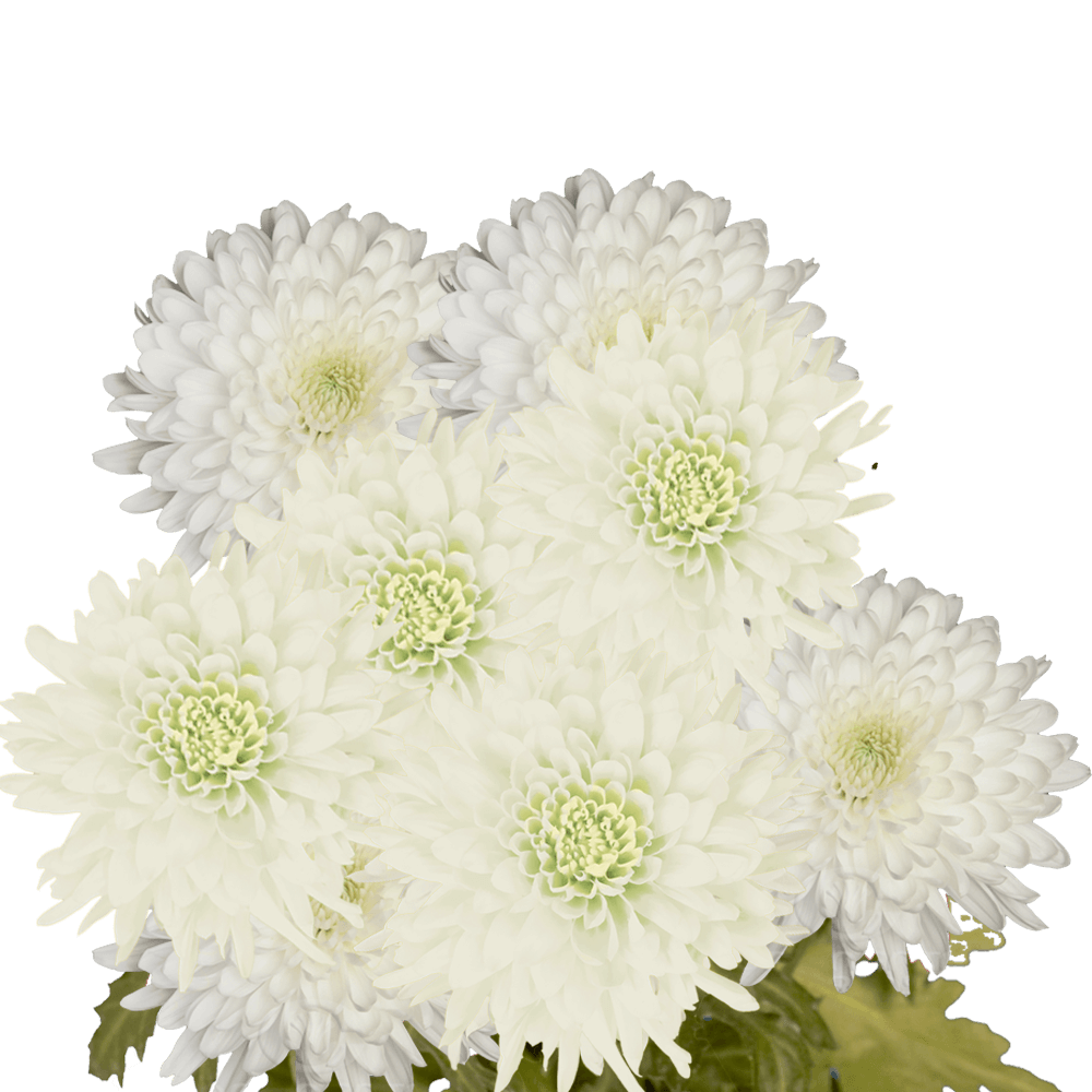 (OC) Pom Disbud White 5 Bunches For Delivery to Georgia