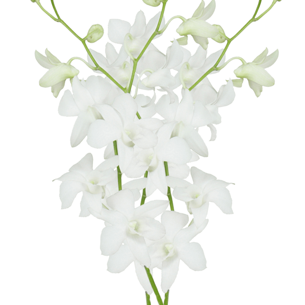 Orchids White Galaxy Qty For Delivery to Brooksville, Florida