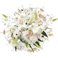 (QB) Oriental Lilies White 4 Bunches For Delivery to Danvers, Massachusetts
