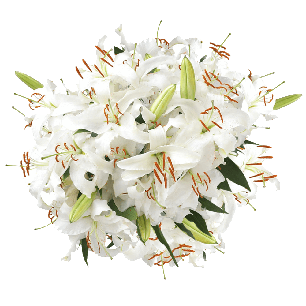 Beautiful White Oriental Lilies