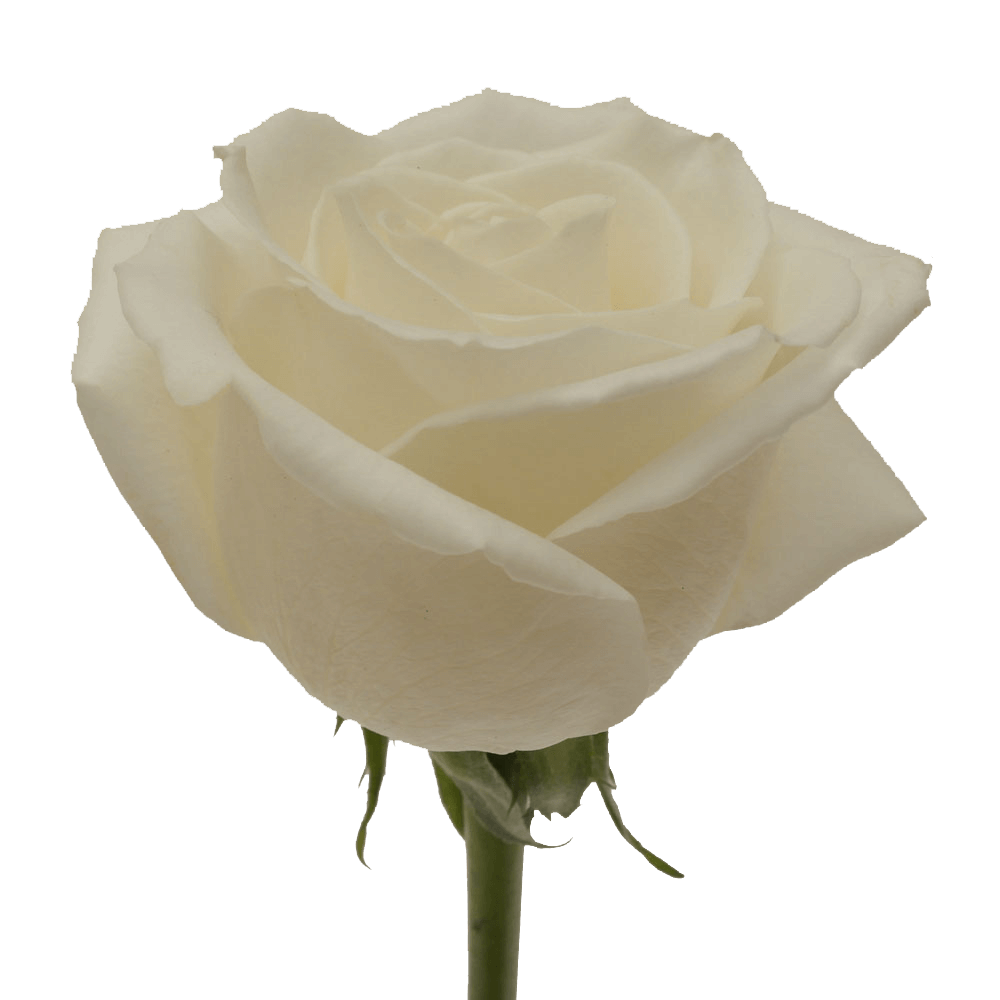 Qty Roses White Playa Blanca For Delivery to Morris, Illinois