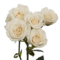 (QB) Spray Roses Med White For Delivery to Palm_Springs, California