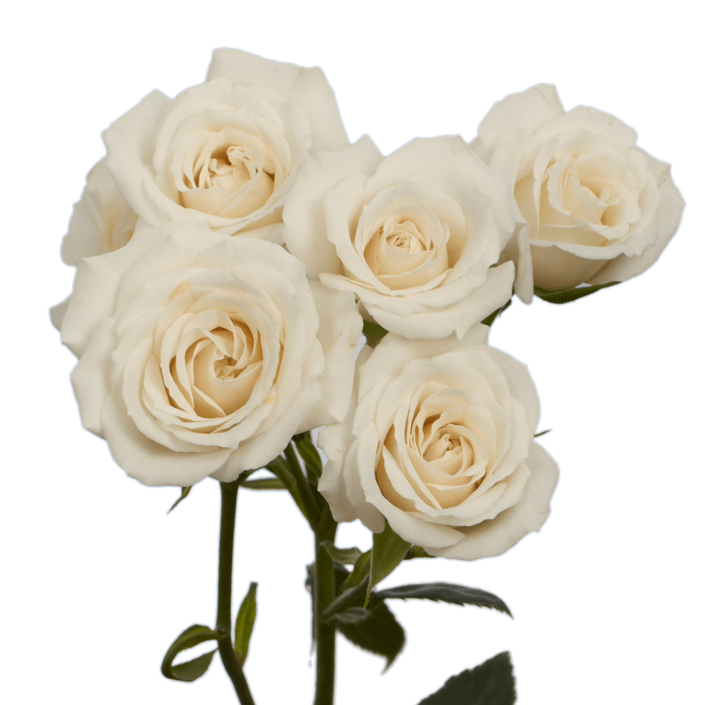 Beautiful White Spray Roses