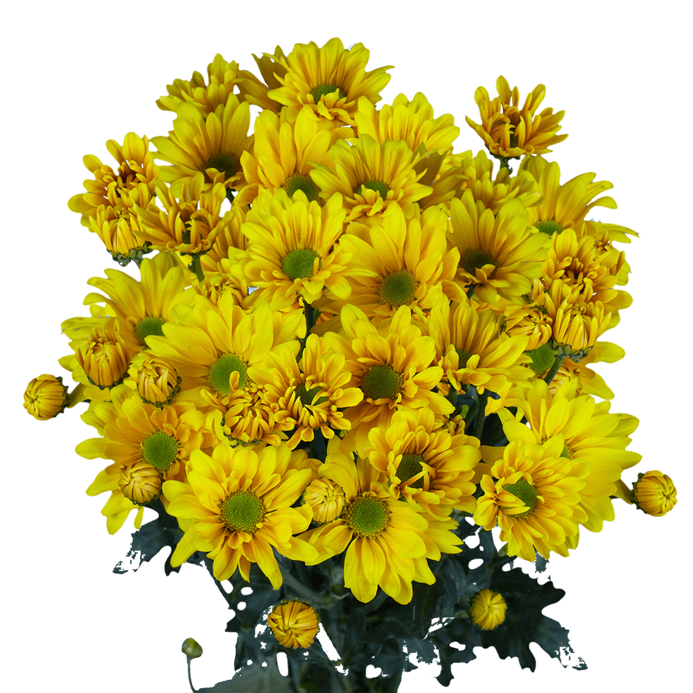 Beautiful Yellow Chrysanthemum Daisy Flowers