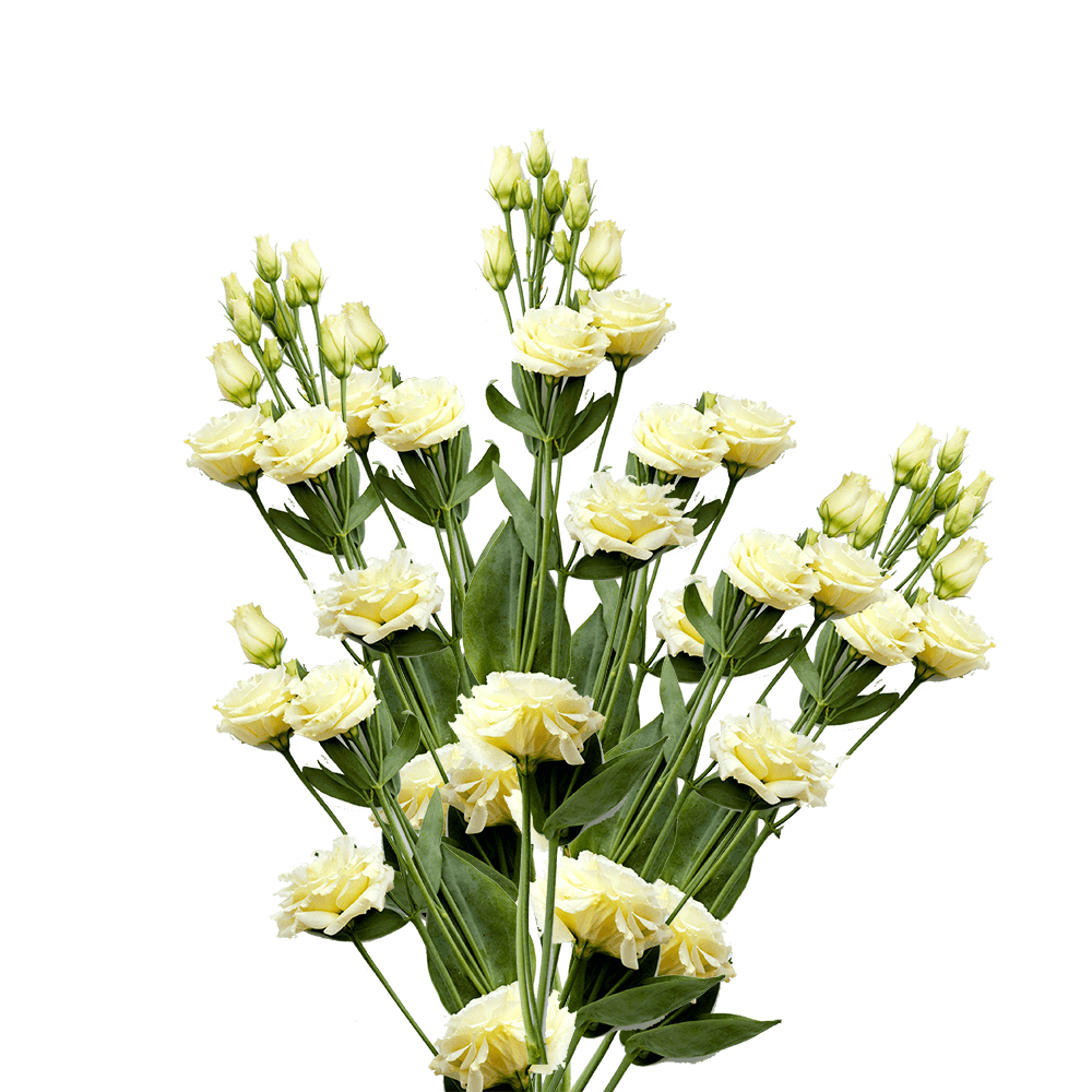 Beautiful Yellow Creme Lisianthus Flowers