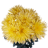 (QB) Pom Fuji Spider Yellow 10 Bunches For Delivery to Manhasset, New_York