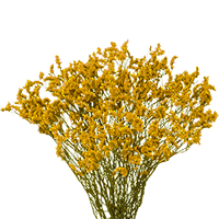 (QB) Limonium Tinted Yellow 12 Bunches For Delivery to Pennsylvania