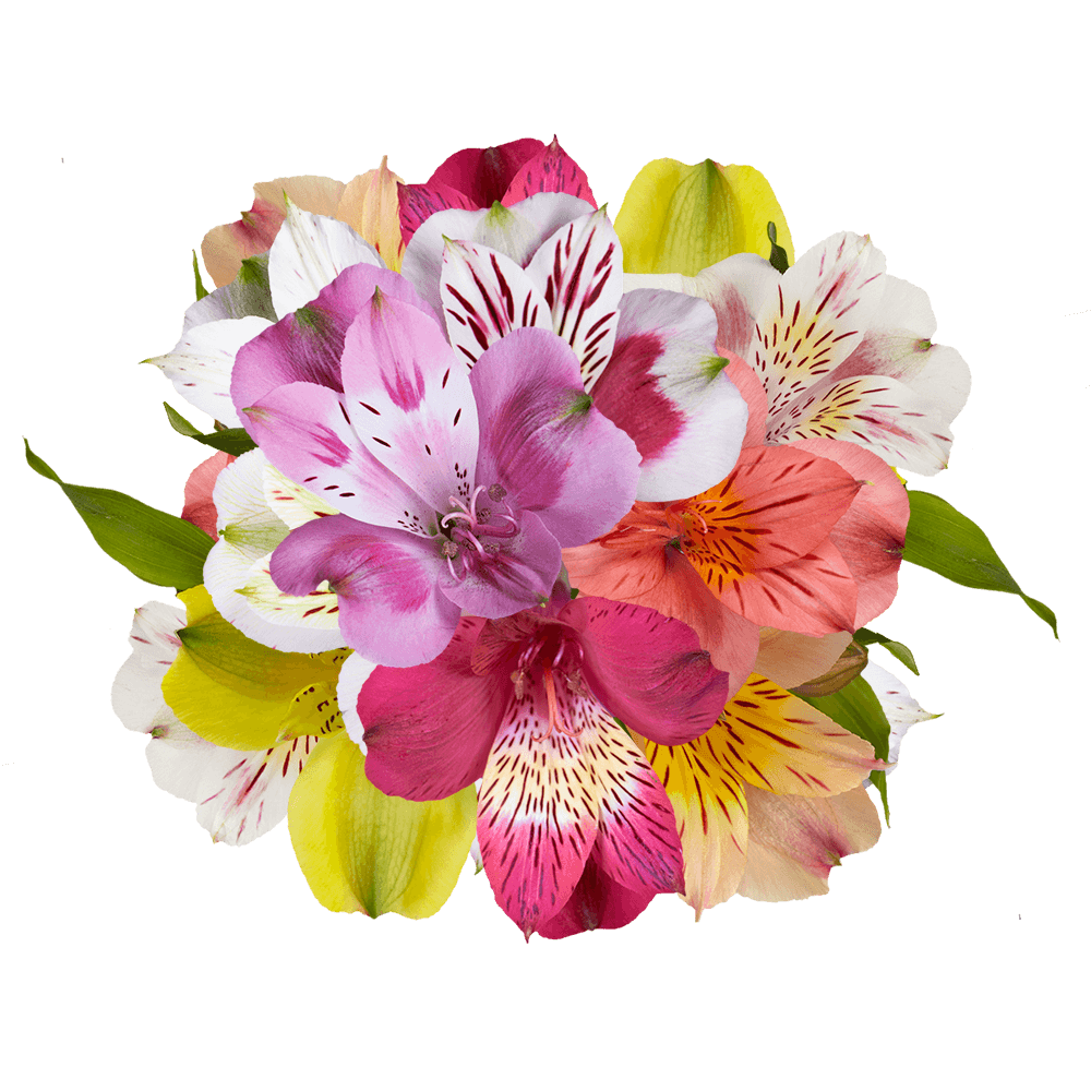Beautiful Your Choice of Colors of Fancy Alstroemeria Flowers