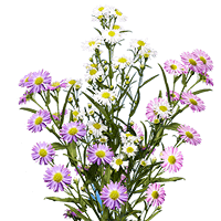 (HB) Aster Assorted 22 Bunches For Delivery to Leavenworth, Kansas