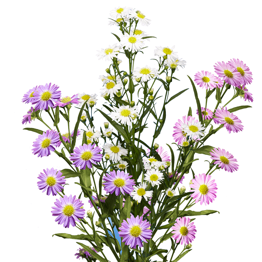 Best Assorted Aster Flowers