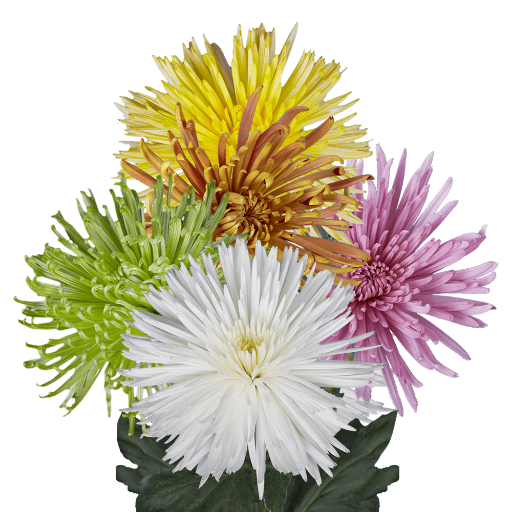 Fuji spider mums